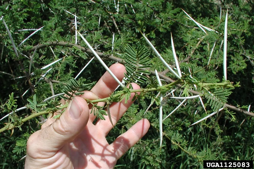Acacia nilotica - Vachelia nilotica - Scented pod acacia