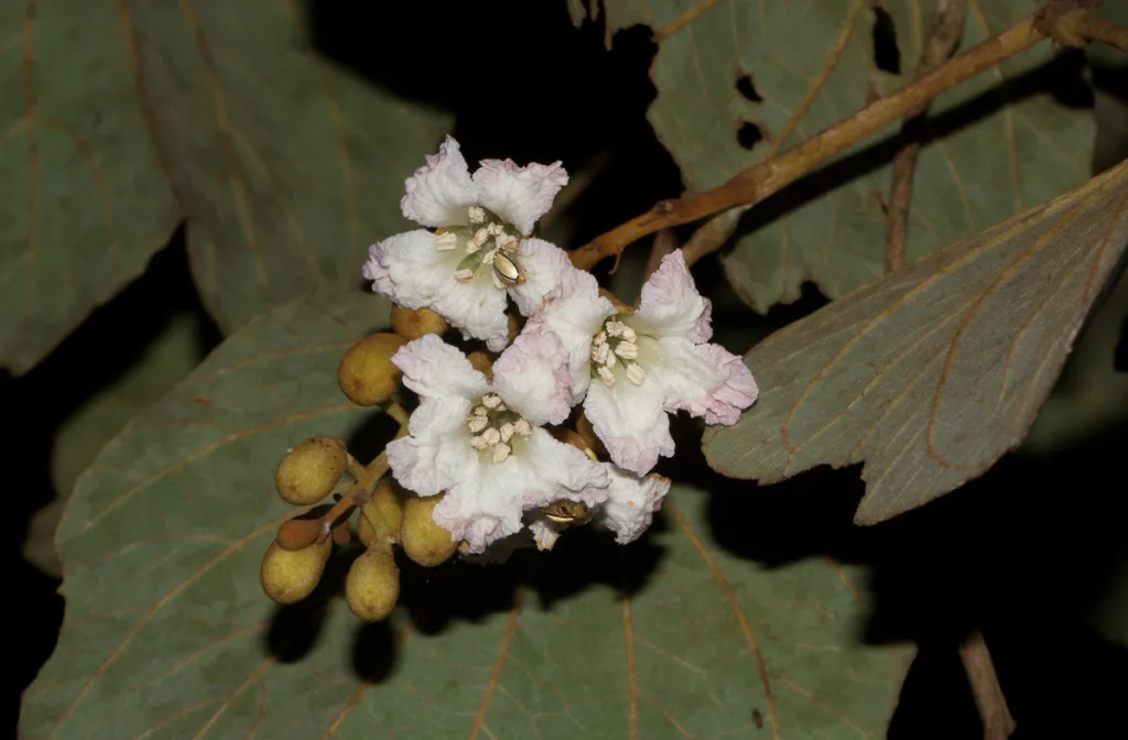 Piliostigma thonningii - Camel s foot