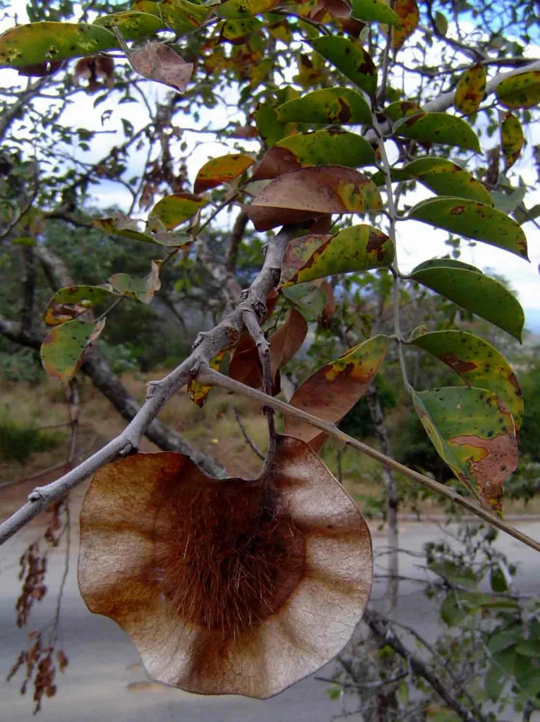 Pterocarpus angolensis - Blood Wood