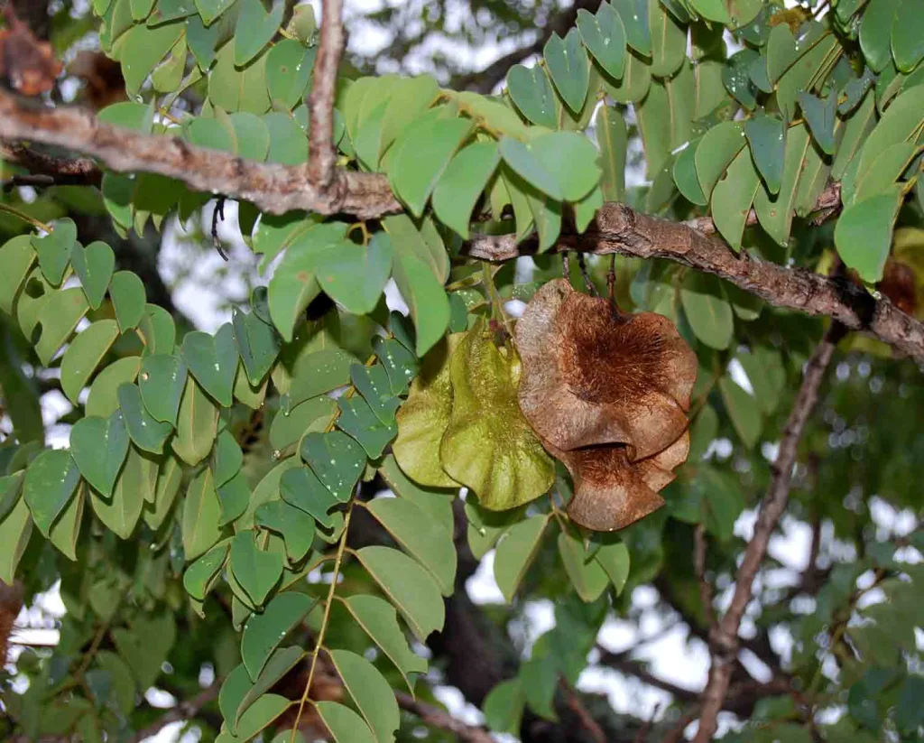 Pterocarpus angolensis - Blood Wood