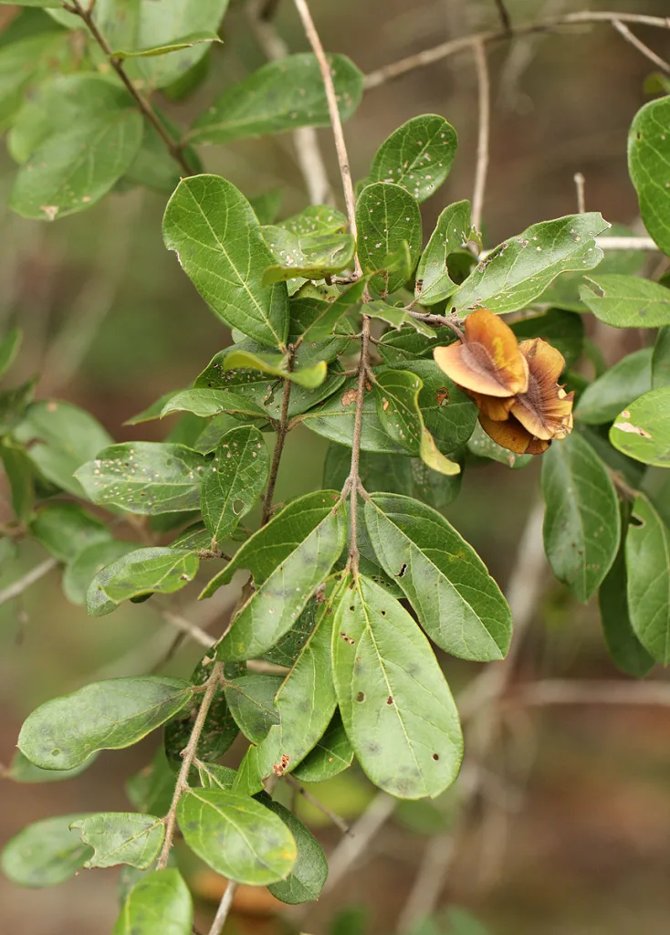Combretum apiculatum - Red bushwillow