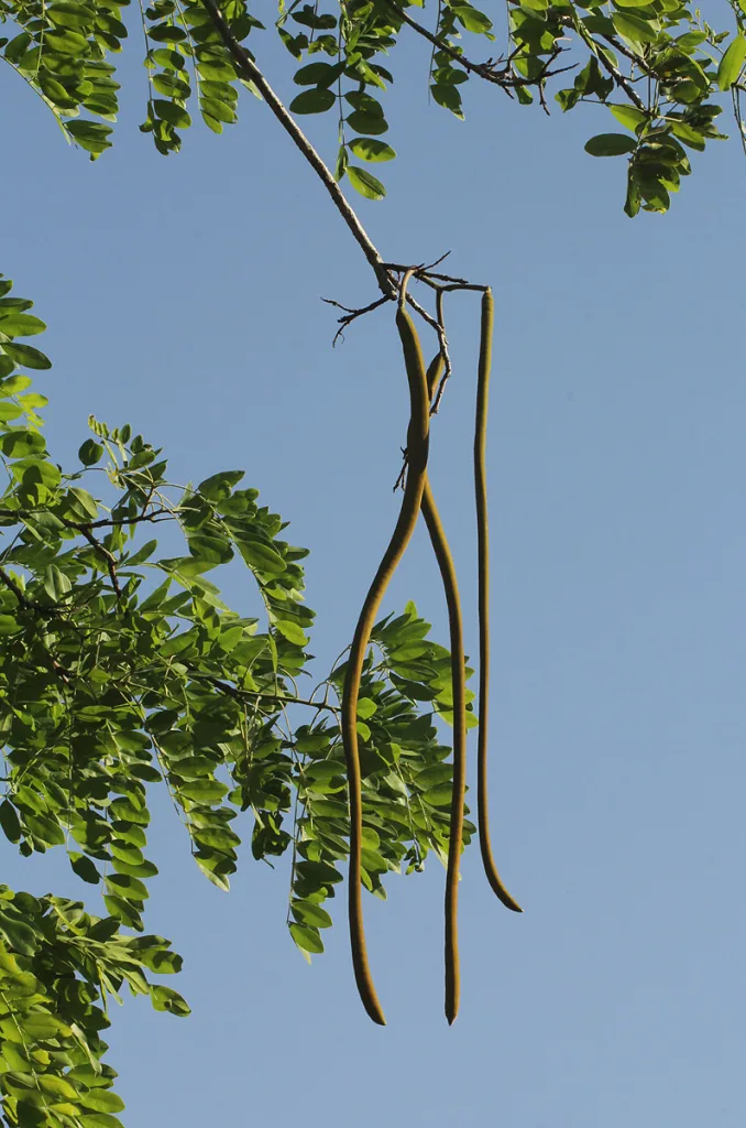 Cassia abbreviata - Frutto a forma di frusta