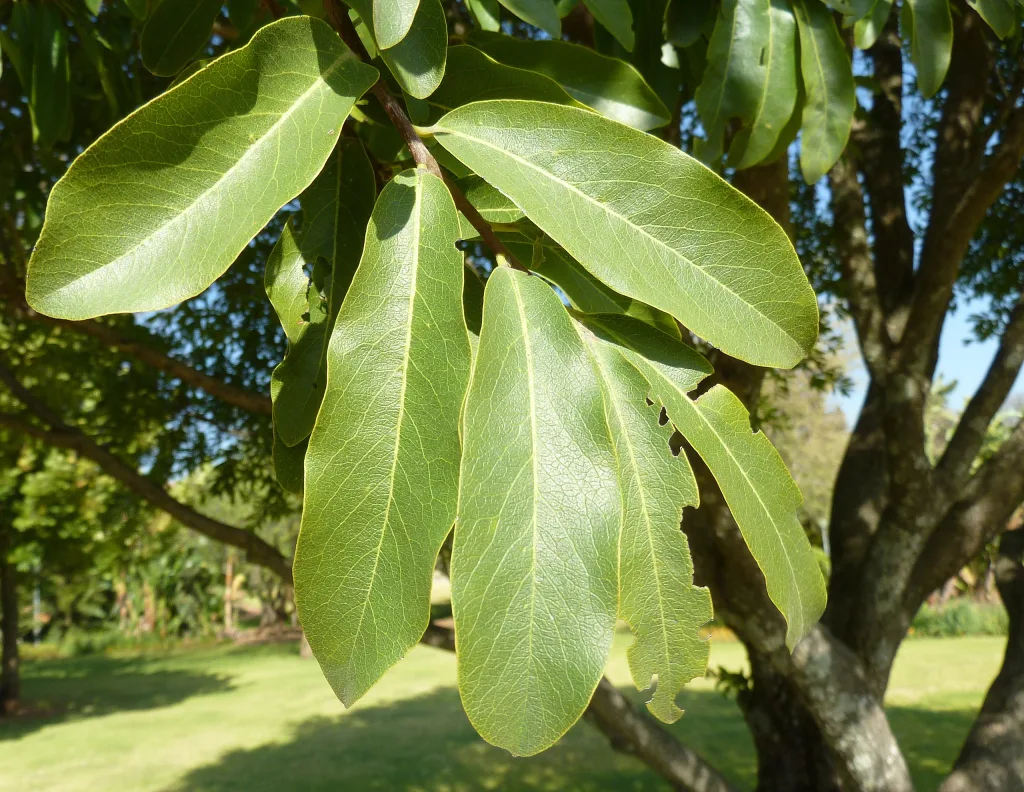 Diospyros mespiliformis - Jackal berry - Foglie