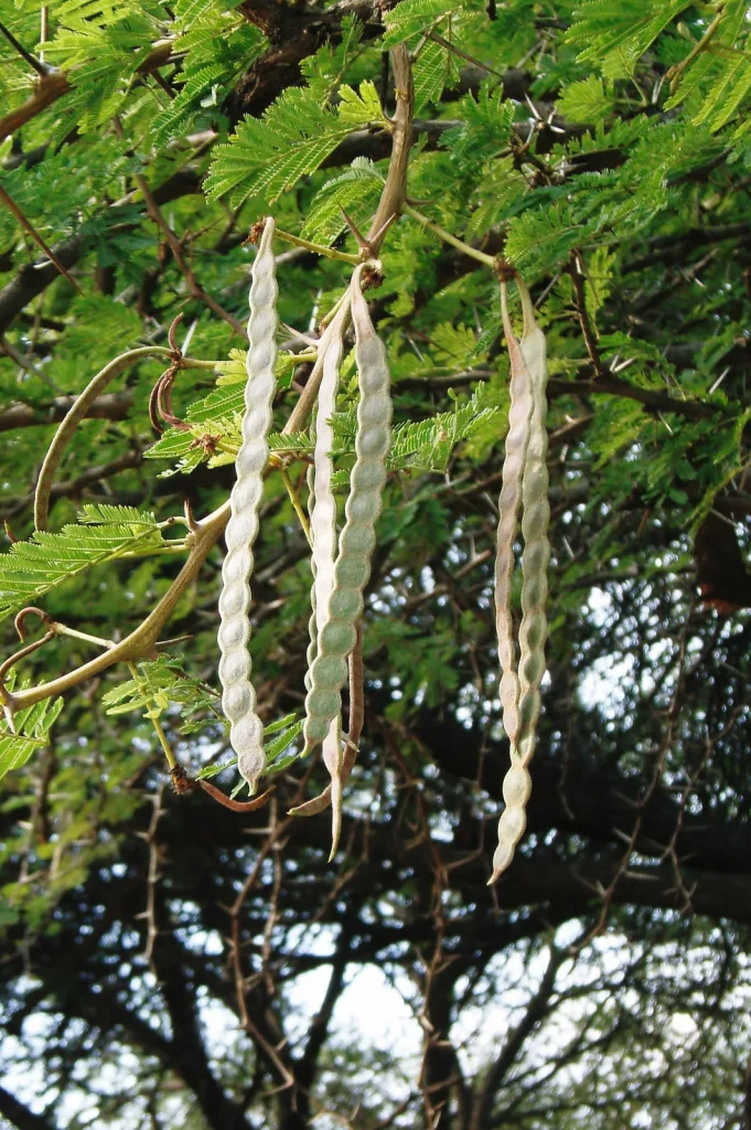 Acacia nilotica - Vachelia nilotica - Scented pod acacia