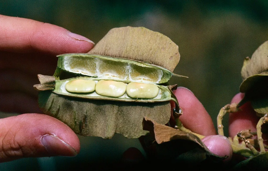 Combretum zeyheri - Large fruited bushwillow