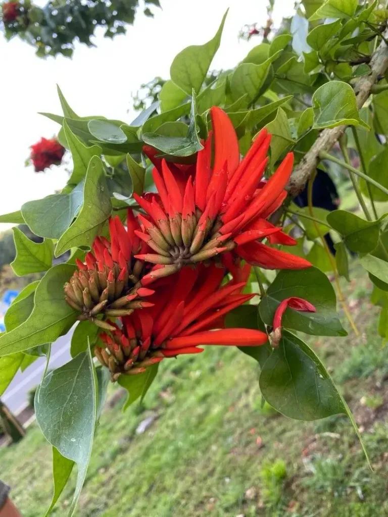 Coral tree, albero corallo africano - Fiori