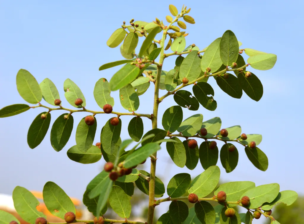 Phillanthus reticulatus - Potato bush