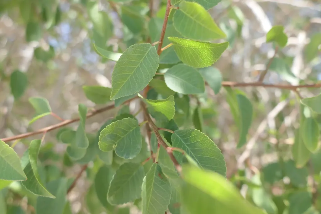 Spirostachys africana - Tamboti - L'albero dai semi saltellanti - Foglie