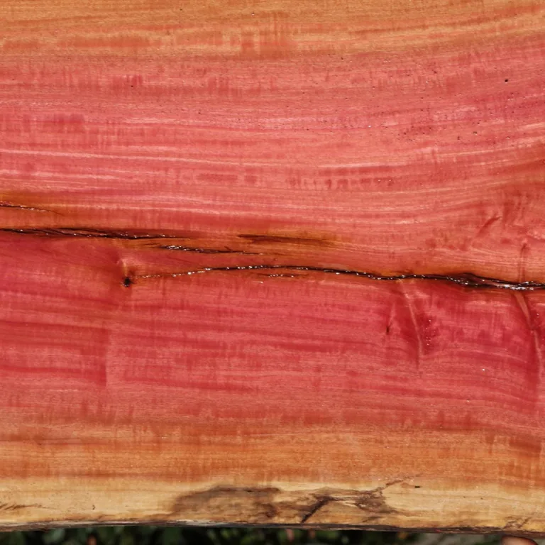 Berchemia zeyheri - Red ivory