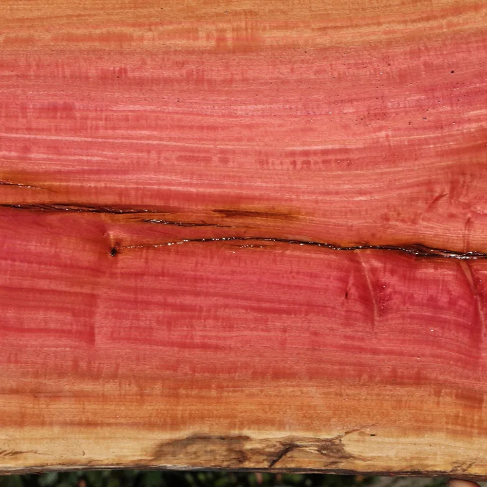Berchemia zeyheri - Red ivory