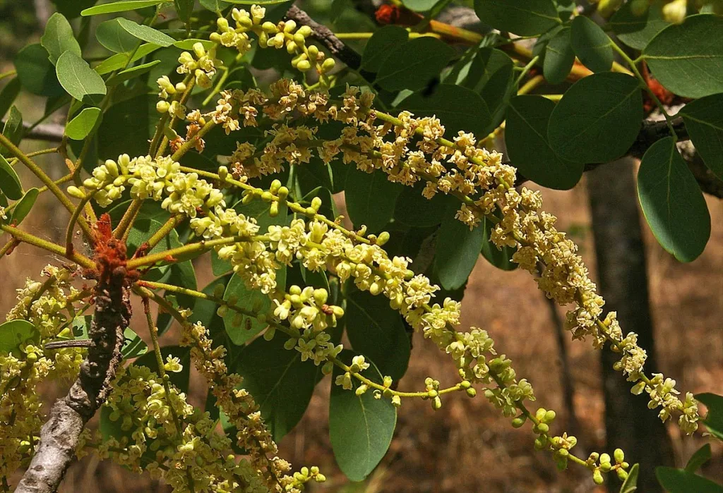 Burkea africana - Wild seringa