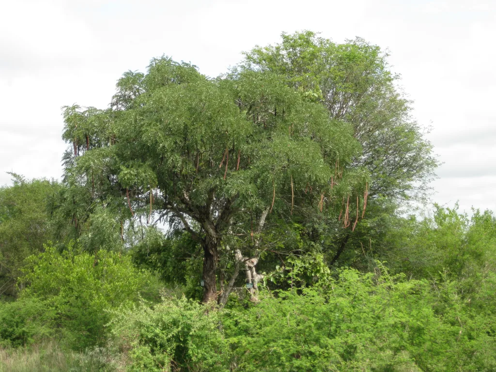 Cassia abbreviata - Albero