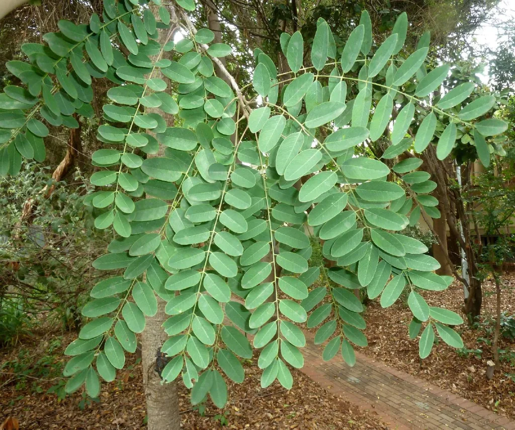 Cassia abbreviata - Foglie