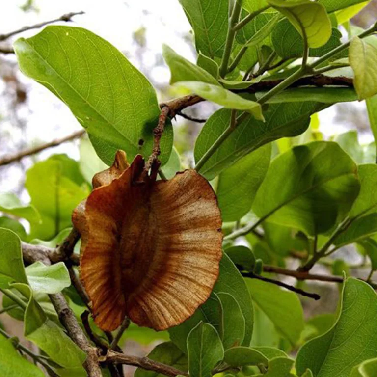 Combretum zeyheri - Large fruited bushwillow