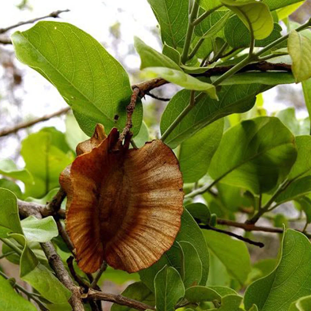 Combretum zeyheri - Large fruited bushwillow