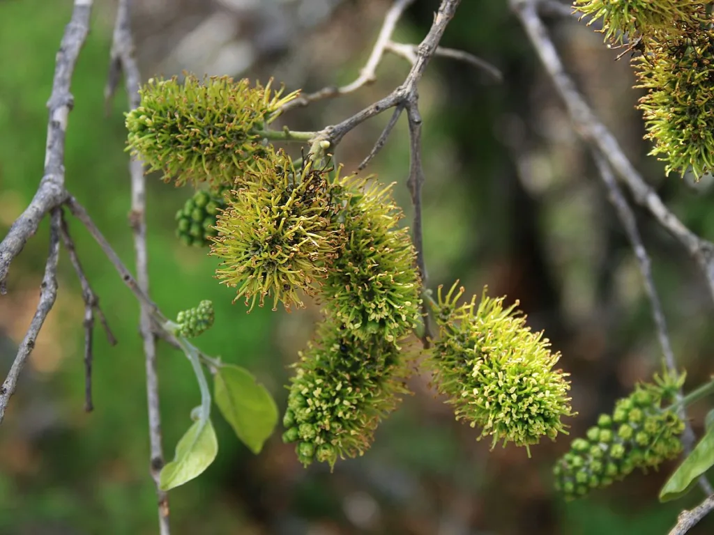 Combretum zeyheri - Large fruited bushwillow