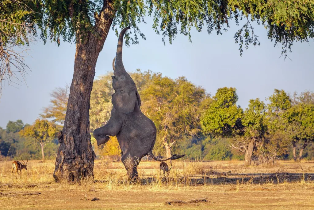 Gli elefanti si ubriacano con la marula?