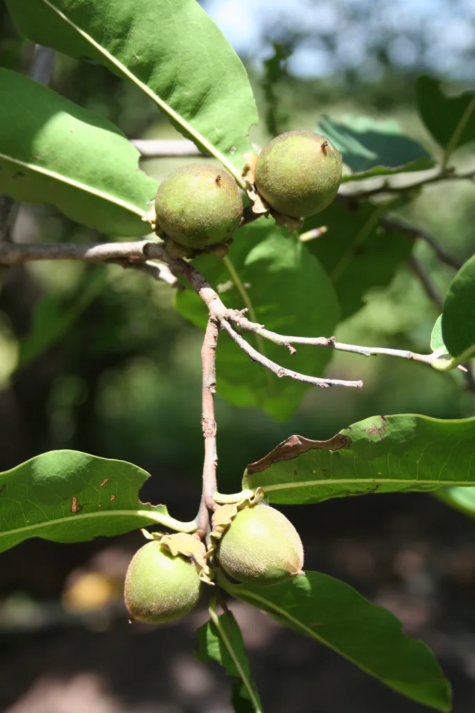 Diospyros mespiliformis - Jackal berry - Frutti