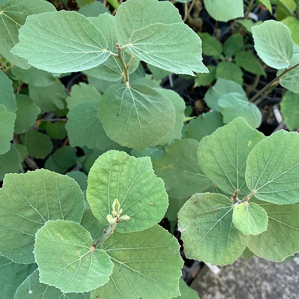 Dombeya rotundifolia – Wild pear