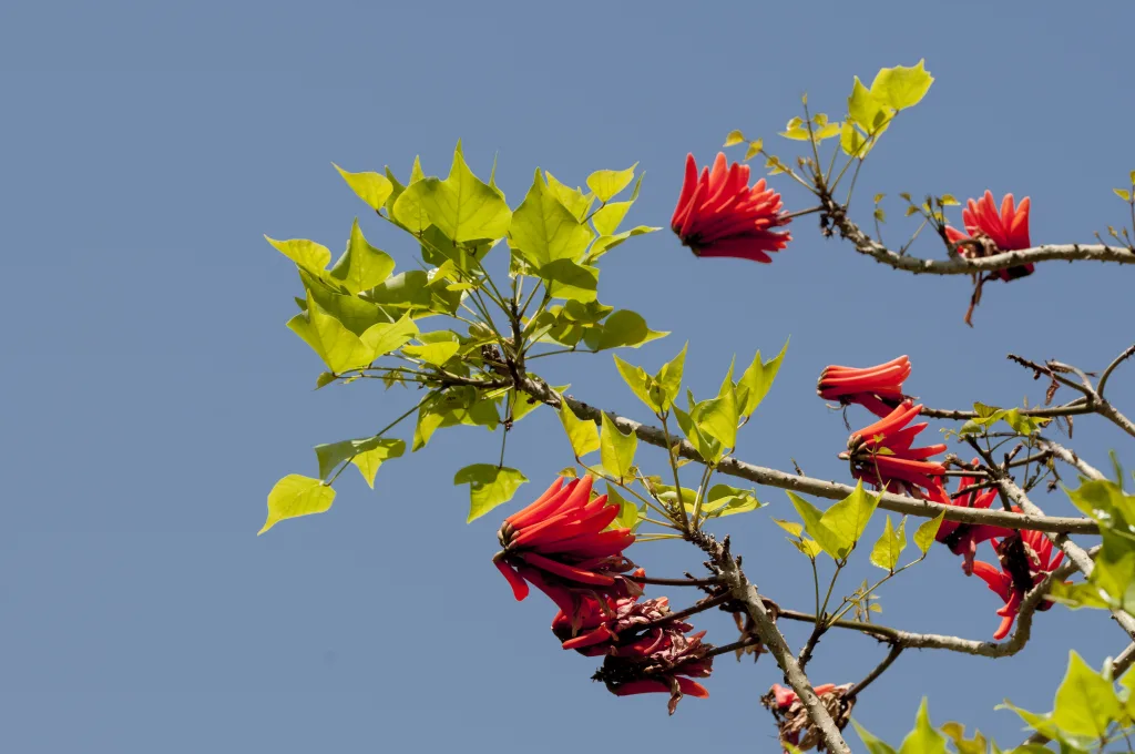 Coral tree, albero corallo africano - Foglie