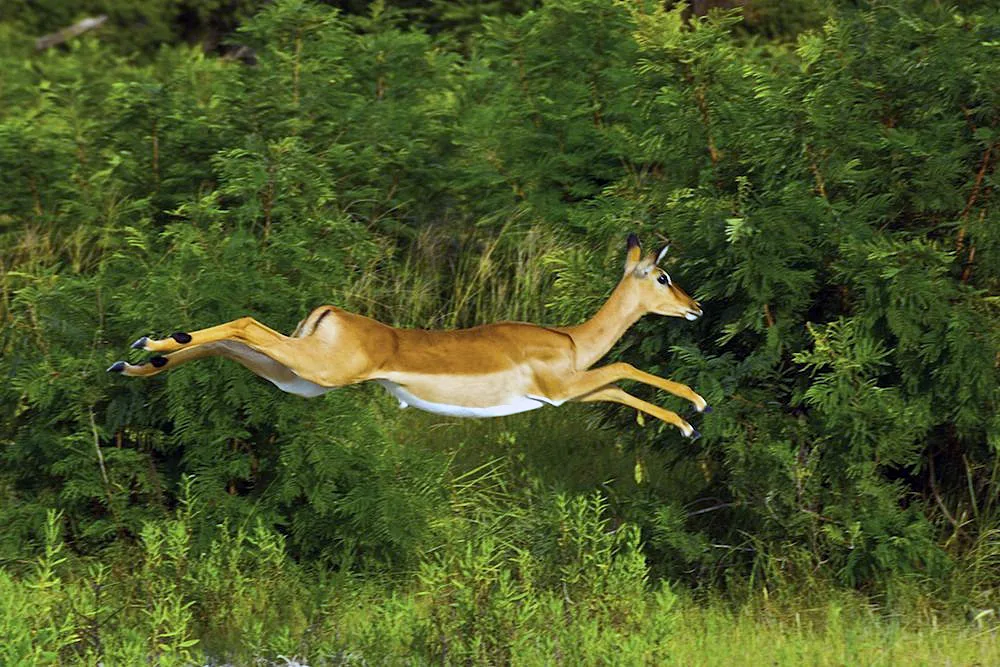 Stotting impala