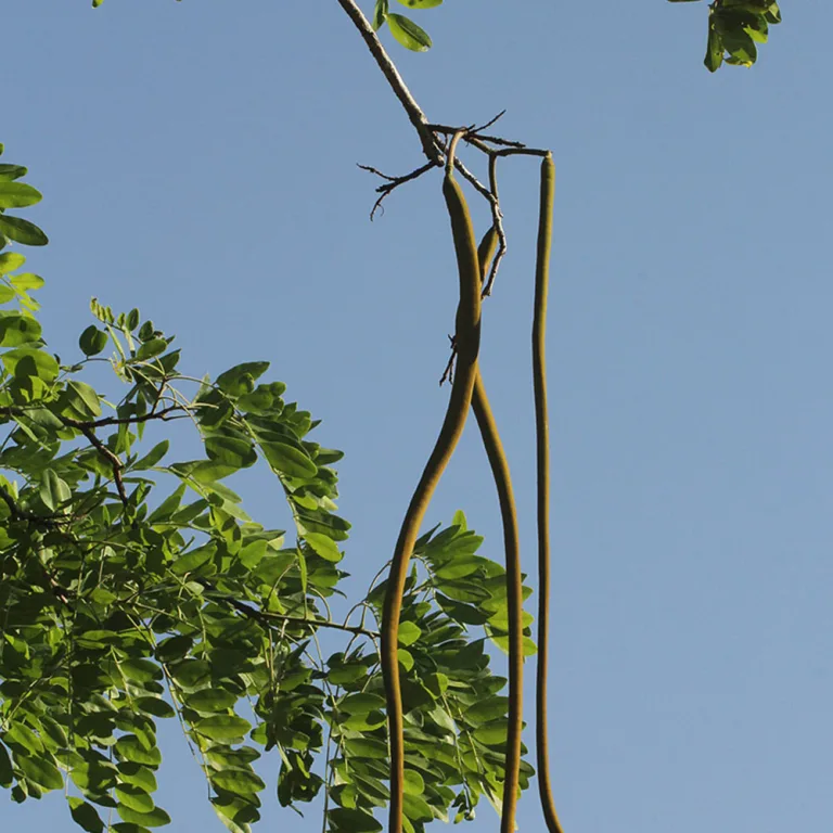 Long tail Cassia