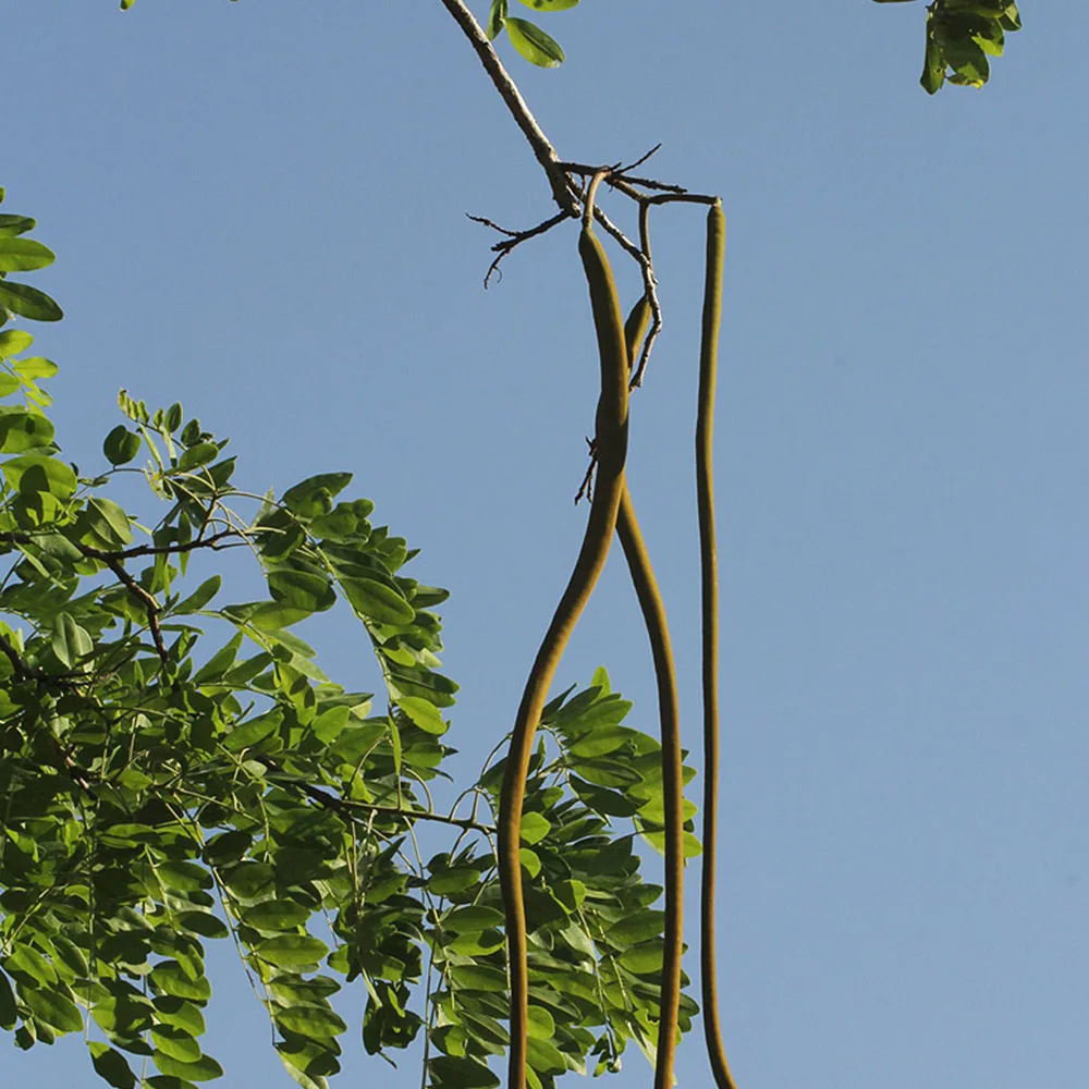Long tail Cassia
