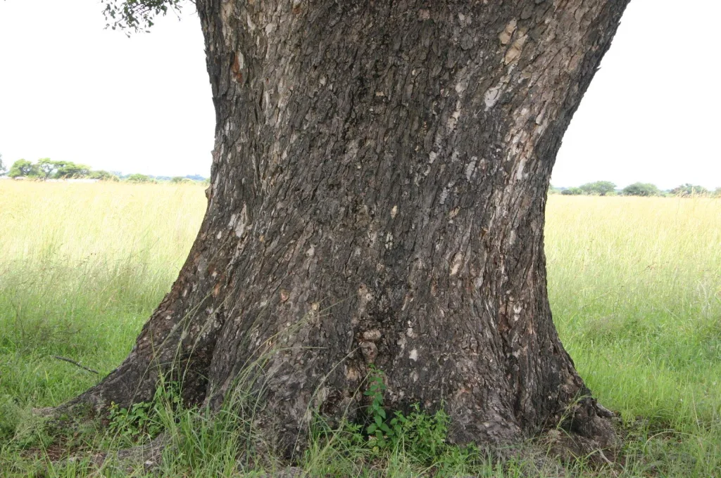 Tronco della Marula - Sclerocarya birrea