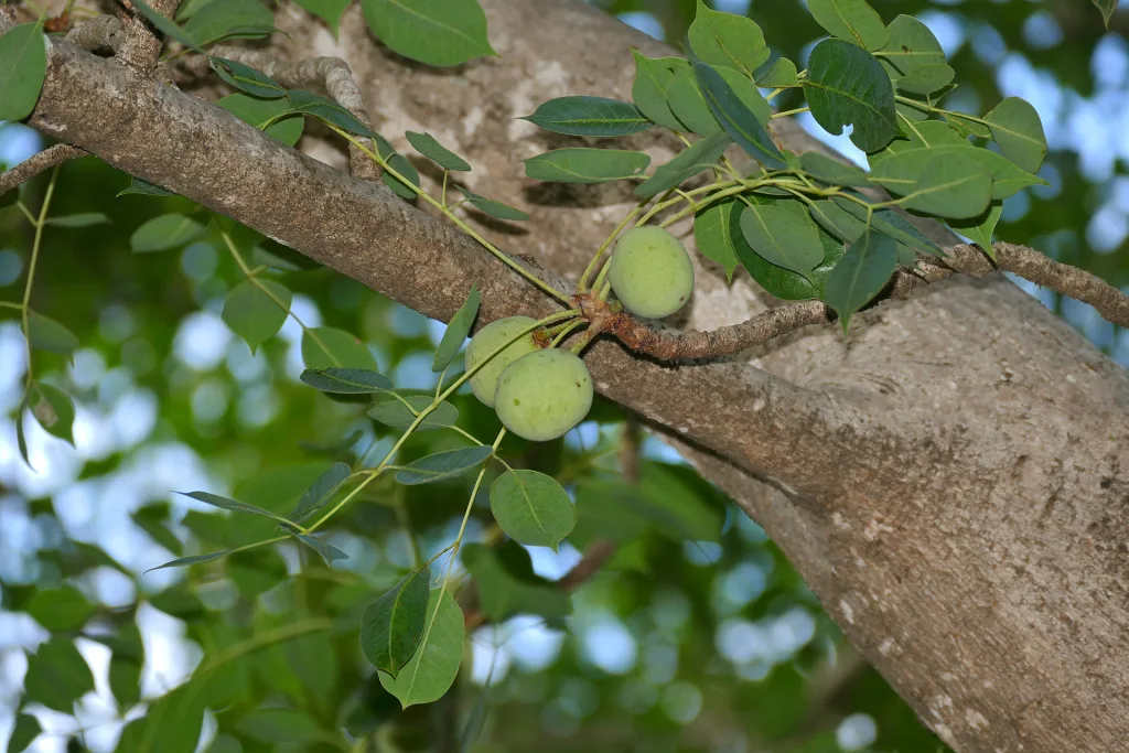 Foglie della Marula - Sclerocarya birrea