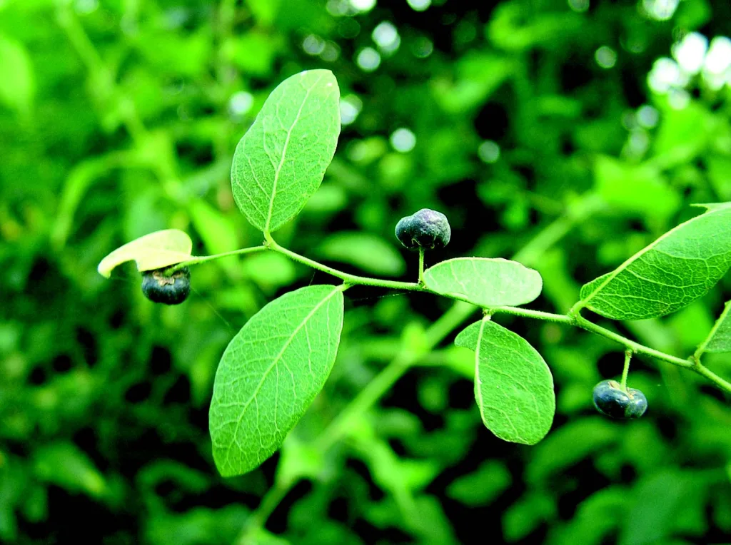 Phyllanthus reticulatus - Potato bush
