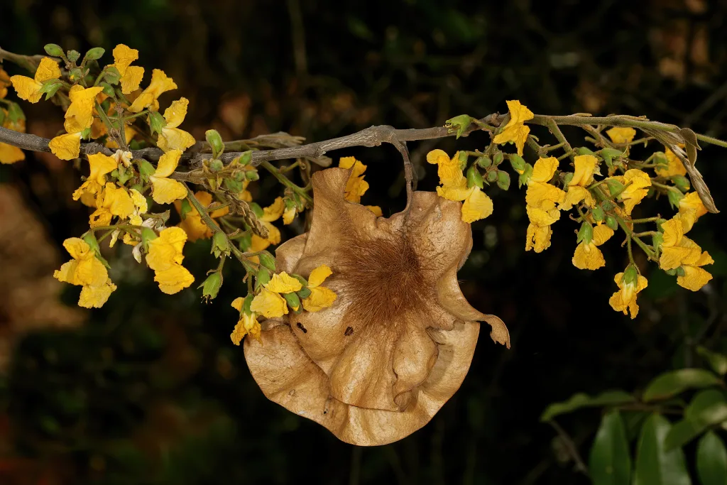 Pterocarpus angolensis - Blood Wood