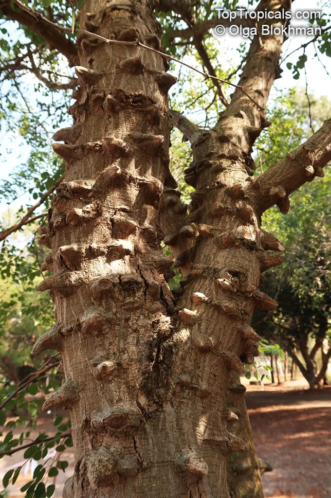 Senegalia nigrescens - Knob thorn - L'albero dei nodi