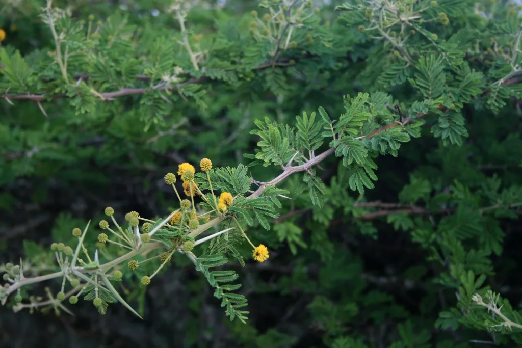 Acacia nilotica - Vachelia nilotica - Scented pod acacia