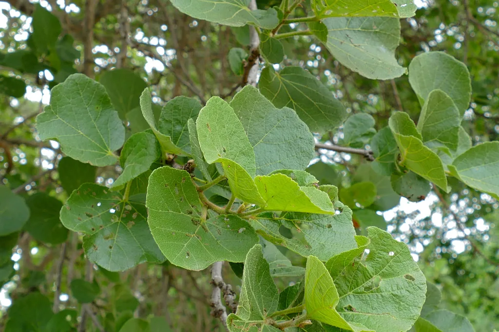 Dombeya rotundifolia - Wild Pear