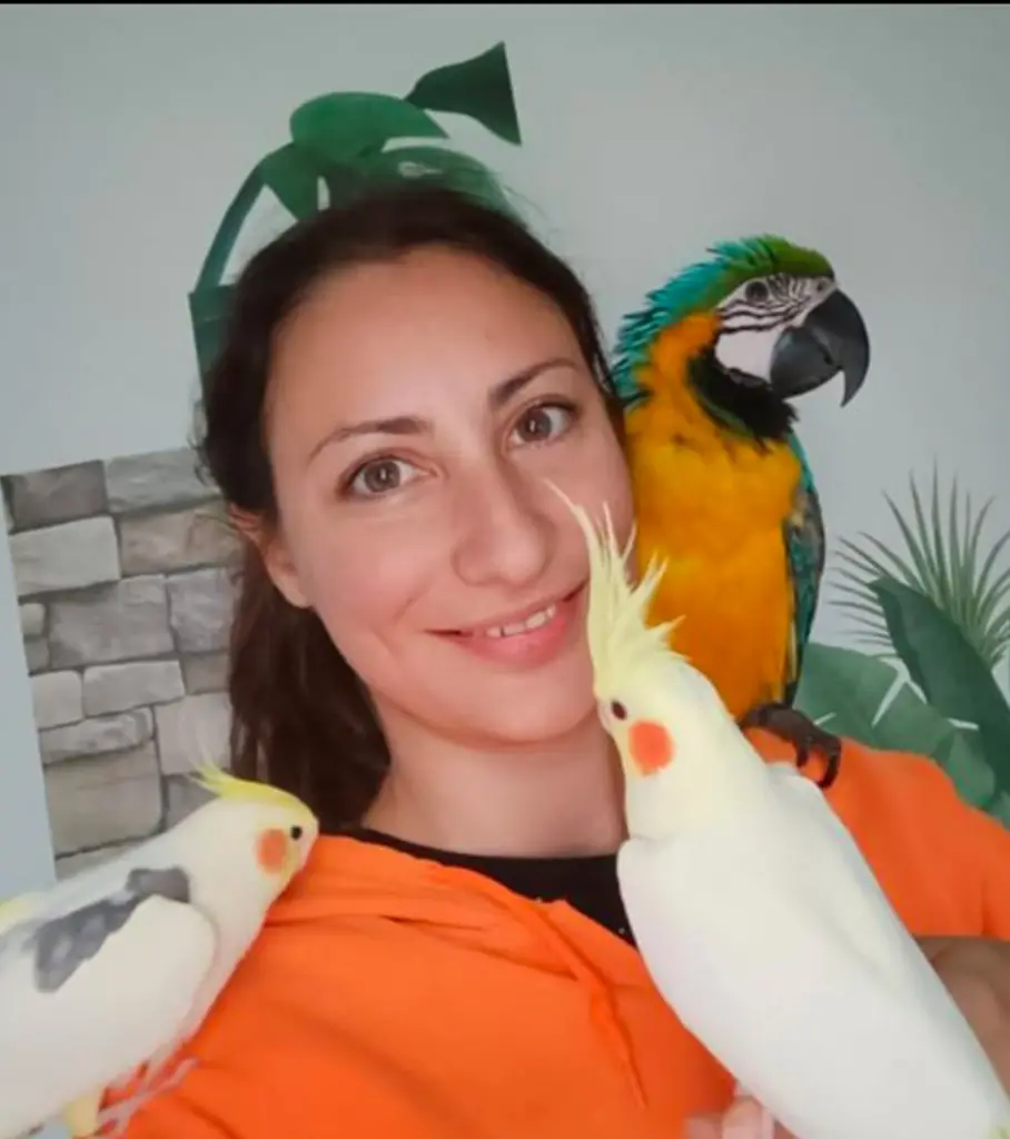 Ara ararauna e calopsite, Adriana Chiabrera