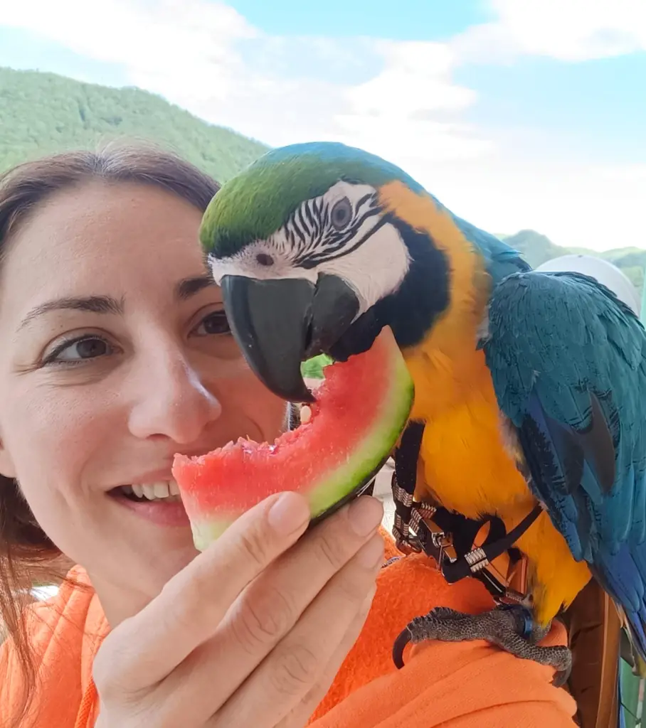 Ara ararauna mangia l'anguria