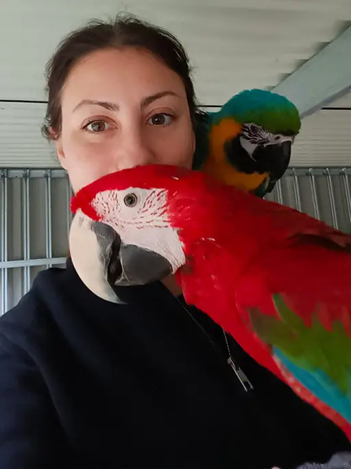 Ara rossa o Ara chloroptera, pappagallo