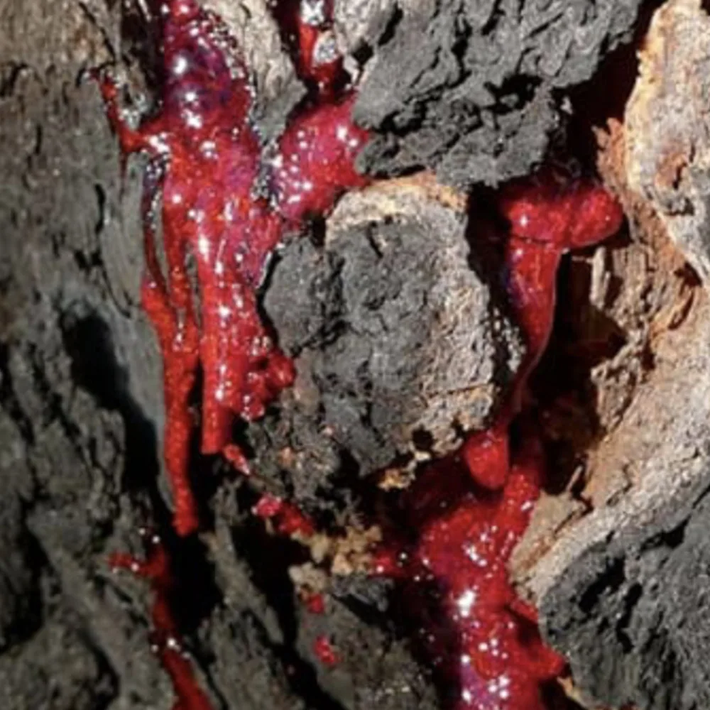 Pterocarpus angolensis – Blood wood