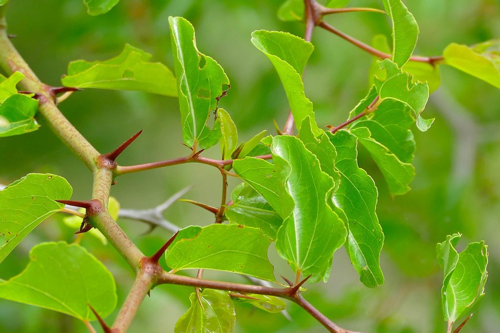 Ziziphus mucronata, o Buffalo Thorn