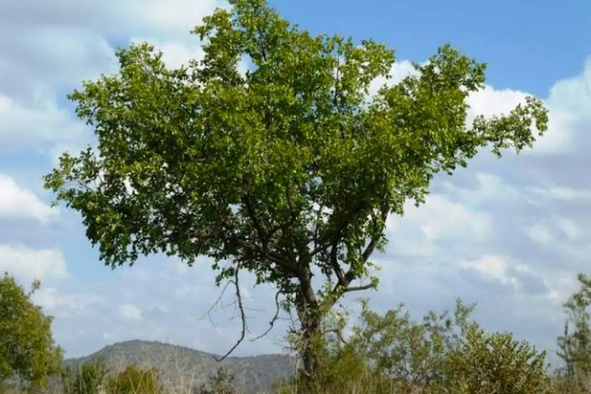 Ziziphus mucronata, o Buffalo Thorn