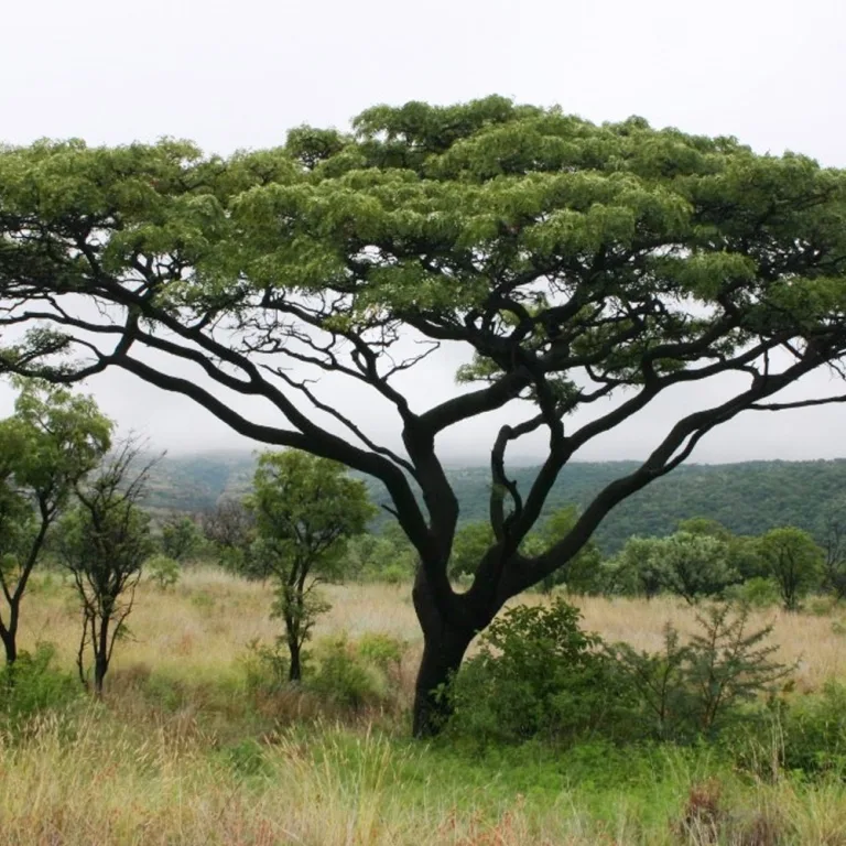 Burkea africana - Wild seringa