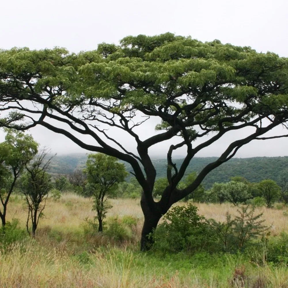 Burkea africana - Wild seringa