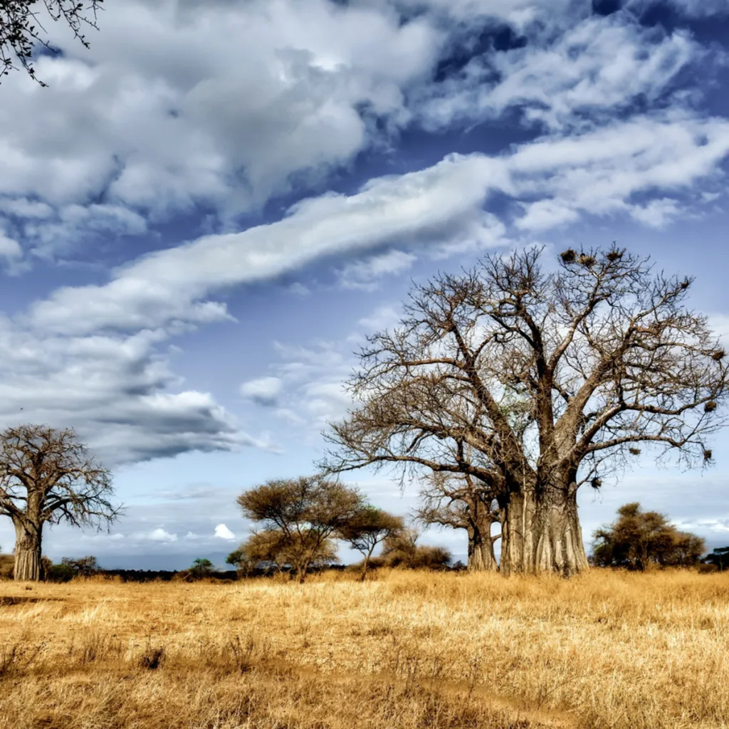Che cos’è la savana? Una definizione scientifica