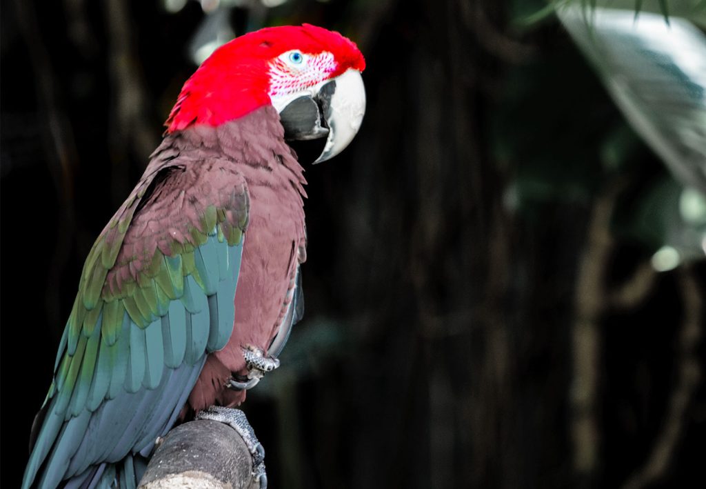 Perché non è bene accarezzare i gufi, i pappagalli e gli uccelli