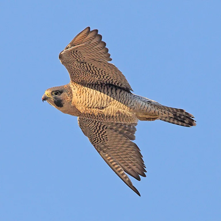 animale più veloce al mondo in aria: il falco pellegrino