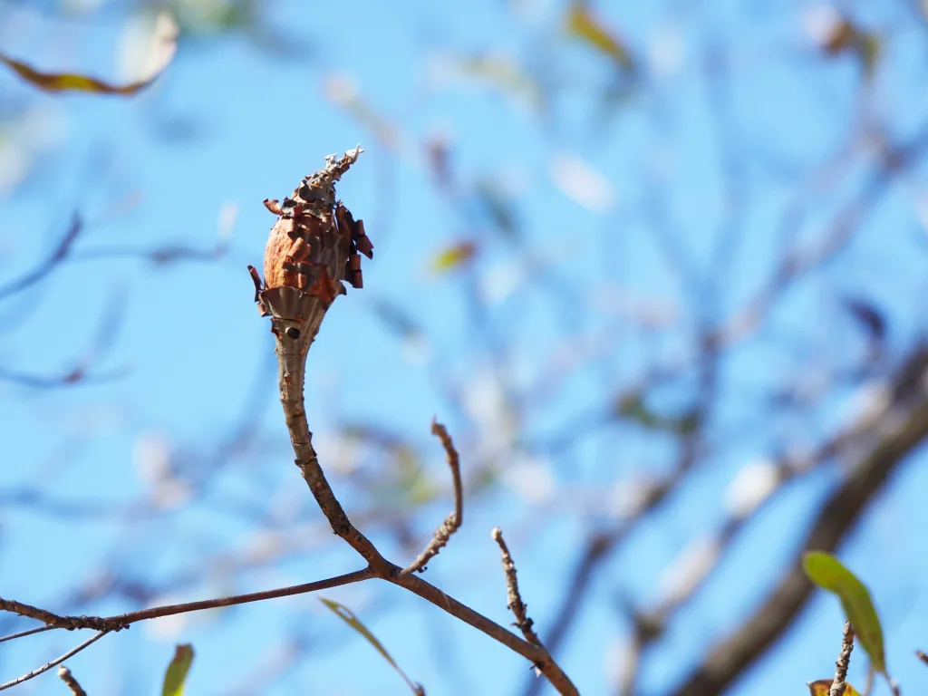 Galla di una Terminalia sericea (Silver Cluster Leaf)