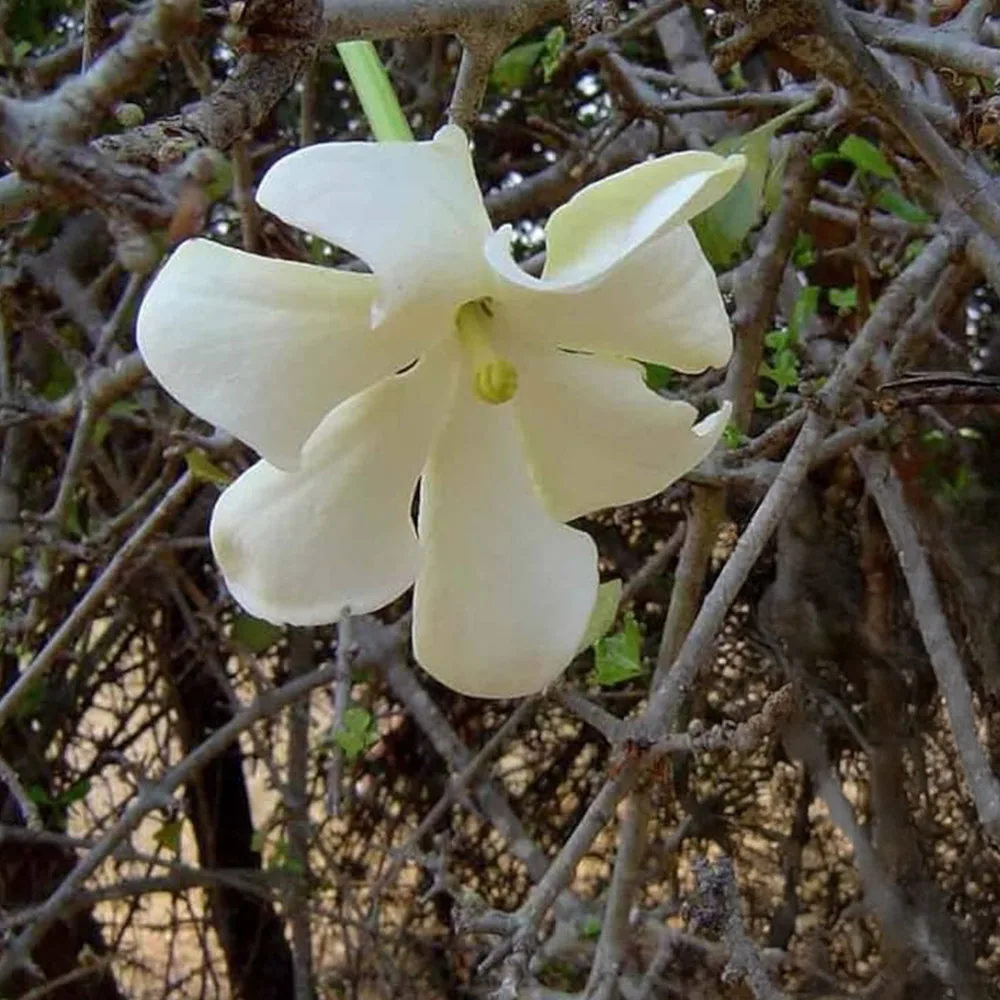Gardenia volkensii