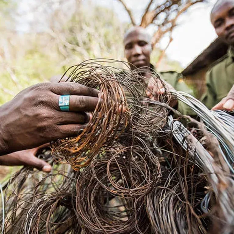 gli snare e il bracconaggio in Africa.jpg