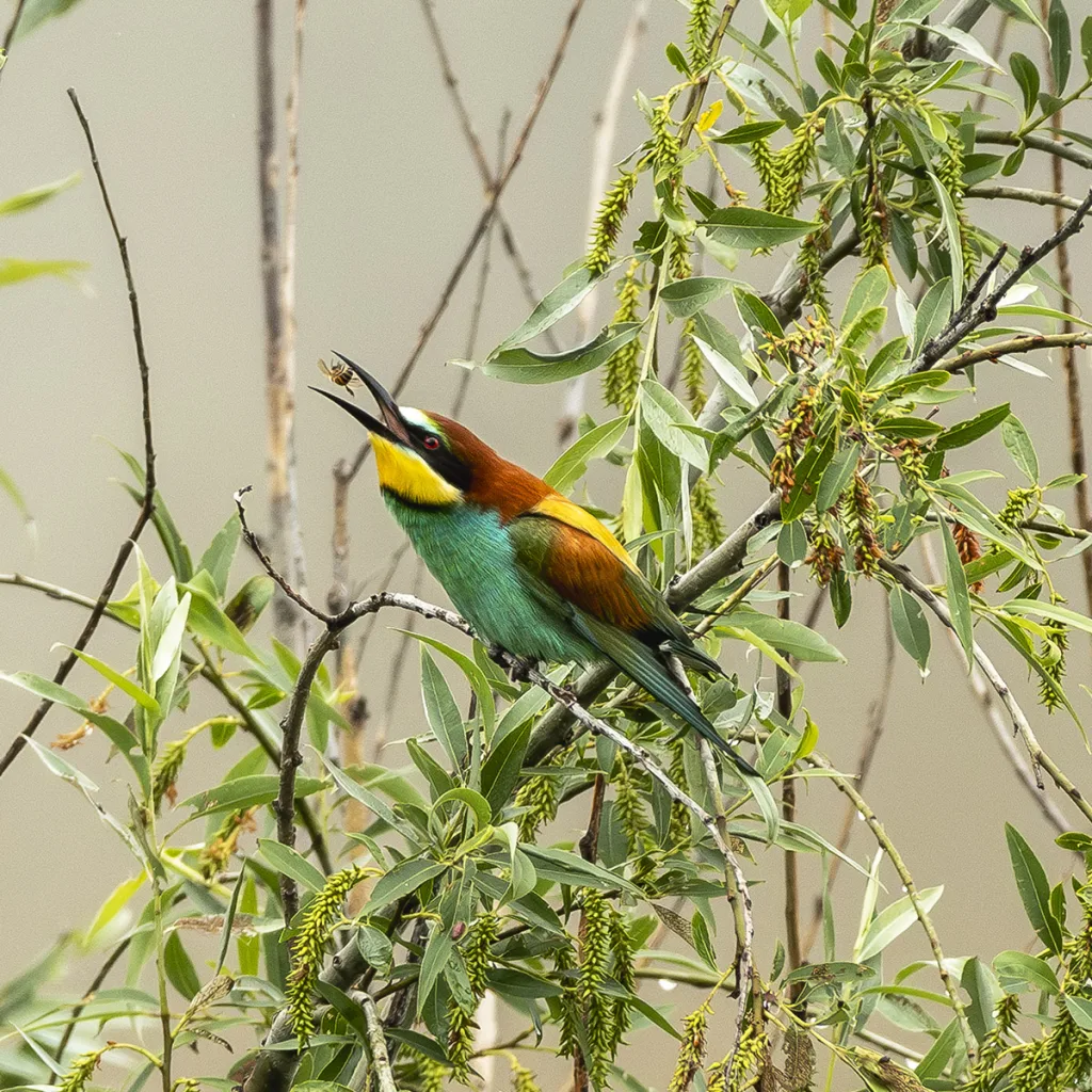 Il Birdwatching nella Laguna di Venezia