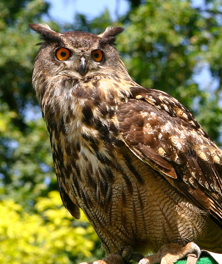 Anacleto della Spada nella roccia - Gufo reale (Bubo bubo)